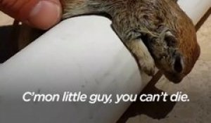 Incroyable Un Chien Sauve Un Chat De La Noyade Sur Orange