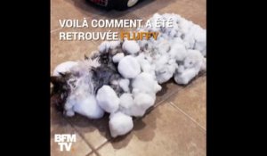 Retrouvée congelée dans la neige, cette chatte a été sauvée in extremis aux États-Unis