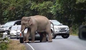 La route des éléphants 