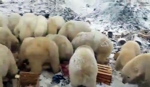 Invasion d'ours dans cette ville de Russie