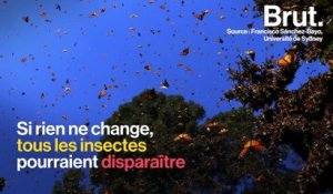 Tous les insectes pourraient disparaître d'ici 100 ans