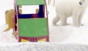 Ces habitants du nord de la Russie font face à une invasion d'ours polaires agressifs