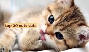 top_20_cute_cats