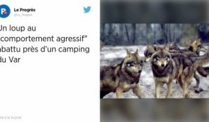 Var. Un loup « agressif » abattu dans le centre-ville de Bormes-les-Mimosas