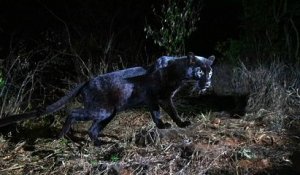 Des photos extrêmement rares d'un léopard noir capturées au Kenya
