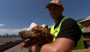 L’Opéra de Sydney engage des chiens pour protéger les touristes des mouettes