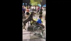 Ce chien est dressé pour pousser un homme en fauteuil roulant