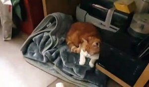Quand un chat prend le lit du chien