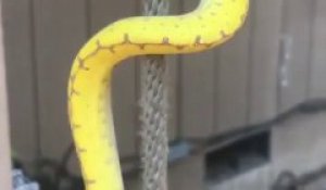 La technique d'escalade de ce serpent est incroyable