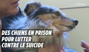 Des chiens en prison pour lutter contre le suicide
