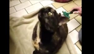 Le miaulement étrange d'un chat qui surkiffe les caresses de son propriétaire