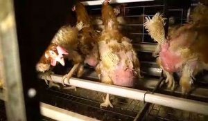 Stomy Bugsy dénonce la condition de vie des poules en cage