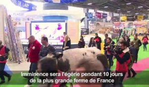 "Imminence" la vache star du Salon de l'agriculture