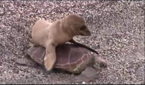 Ce bébé lion de mer grimpe sur le dos d'une tortue pour faire une petit tour