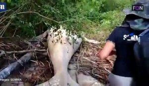 Une baleine à bosse de 11 mètres de long a été retrouvée morte en Amazonie