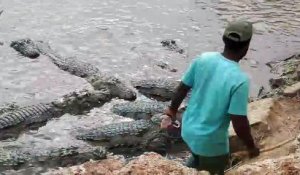 Cet homme vient nourrir des dizaines de crocodiles sauvages