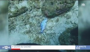 Buzz : Regardez cette vidéo où une plongeuse sauve un poisson pris au piège par un sac plastique, qui fait le tour du monde - Regardez