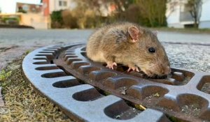 Sauvetage polémique d'un rat en Allemagne