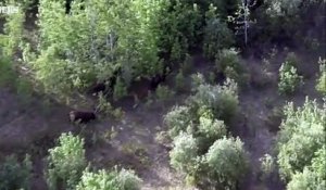 Jeune bison vs Loups