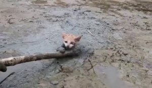 Il sauve un pauvre chaton piégé dans une marre de boue