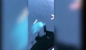 Une baleine blanche remonte un téléphone tombé dans l'eau
