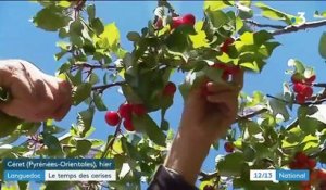 Languedoc : le temps des cerises est arrivé