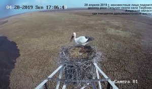 Un incendie progresse dans une plaine sous le nid d'une cigogne