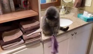Un chat s’amuse à faire tomber les serviettes