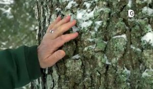 Reportage - Une AOC pour le bois de Chartreuse