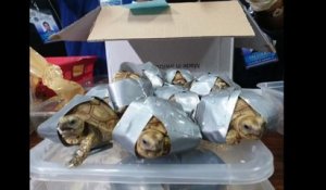 1 529 tortues saisies aux Philippines, vivantes mais entourées d'adhésif