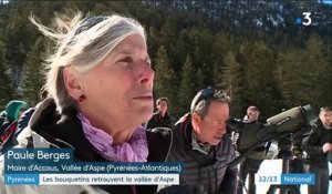 Pyrénées-Atlantiques  : les bouquetins retrouvent la Vallée d'Aspe