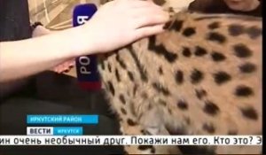 Cette famille russe vie avec un très gros chat... Jeune lynx impressionnant