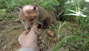 Il nourrit un bébé renard pas si timide que ça... Adorable