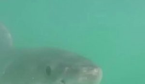 Un grand requin blanc menace un  plongeur ! Terrifiant