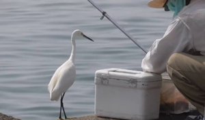 Cet oiseau vient demander du poisson à un pêcheur... Adorable