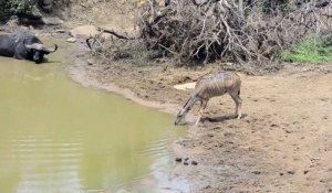 Cette antilope va avoir une réflexe salvateur...