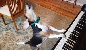 Un chien chante en jouant du piano