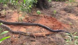 Ce cobra royal se régale avec un gros lézard