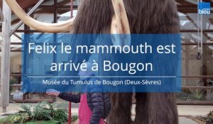 Un mammouth dans les Deux-Sèvres