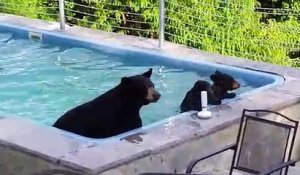 Quand une famille d'ours décide de prendre un petit bain dans ta piscine