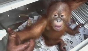 Un touriste russe arrêté à Bali avec un orang-outan dans sa valise