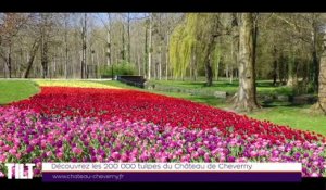 TILT - 26/03/2019 Partie 3 - Découvrez les 200 000 tulipes du Château de Cheverny