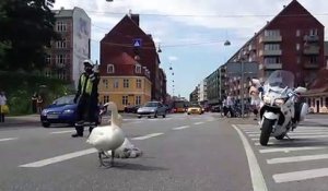 Quand une famille de cygnes bloque la route au Danemark
