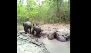 Six éléphanteaux, coincés dans une mare de boue, ont été sauvés en Thaïlande