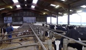 Le bien-être animal dans une exploitation laitière
