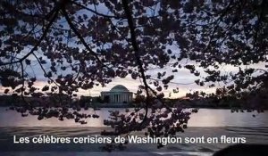 Les cerisiers de Washington sont en fleurs