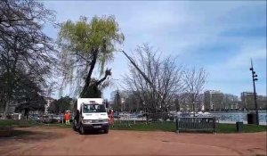 Un saule pleureur menacé à Annecy