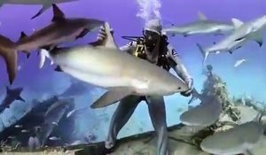 Caresser un requin