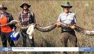 États-Unis : un python de 63 kg capturé dans les Everglades