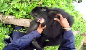 Chili Un Bebe Hippopotame Nain Est Ne Sur Orange Videos